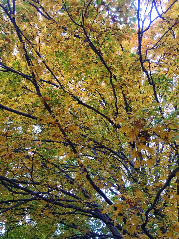 Fall Food Finds in&nbsp;Charlotte