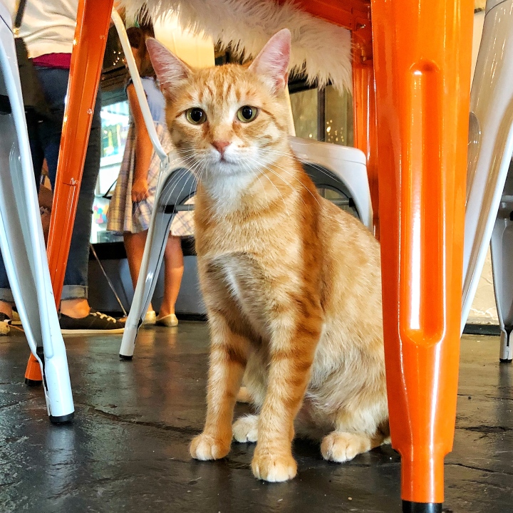Reese at Mac Tabby Cat Café