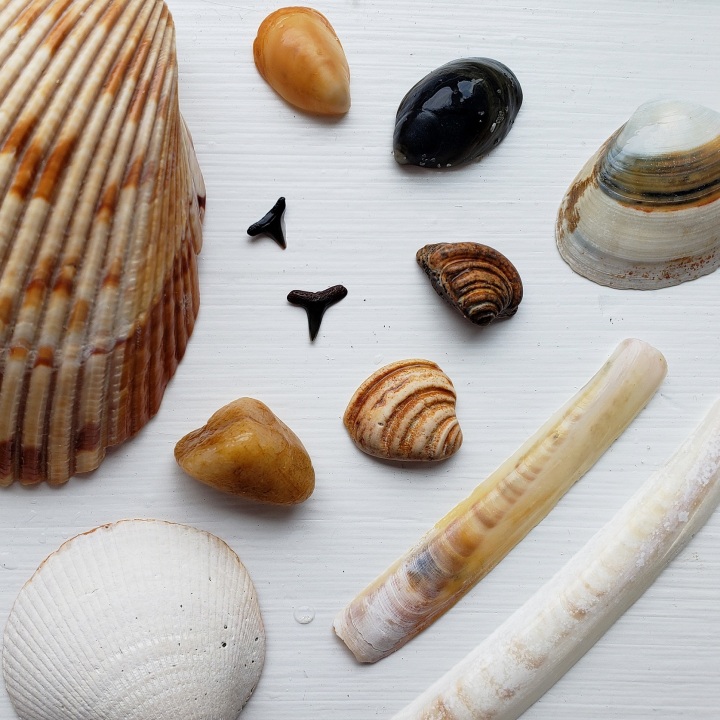 Shells from the north end of Pawley's Island, including the Imperial Venus shell, often referred to as a "Pawley's shell"